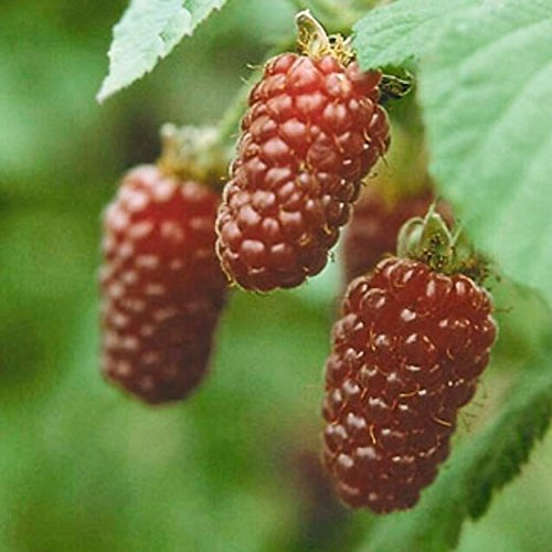 Tayberry, Kreuzung zwischen Himbeere und Brombeere 60-100 cm 3,5 Liter Topf