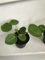 Portal Cool Pilea Peperomioides (Cinese Denaro) Rara Pianta da 9 cm Topf (inviato a radice nuda)