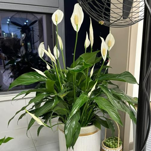 Spatifillo - recisi giglio pace rampicanti varietà tradizionali da interno biologiche resistenti in vaso raro giardino roccioso decorazioni 300semi