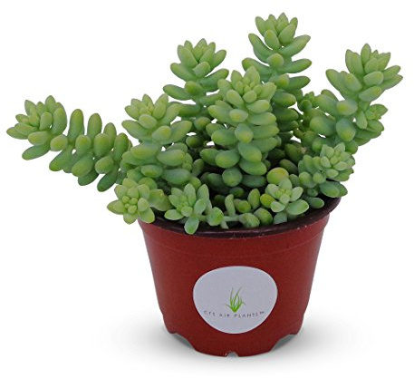 Donkey Tail Succulents Cluster Sedum Morganianum Hybrid (4 Pot)