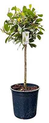 Tropictrees | Laurus Nobilis Laurus Nobilis Laurier à épices Hauteur totale 80-100 cm