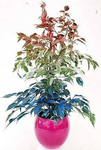 POWERS TO FLOWERS - FICUS BENJAMIN COLOR LIFE ROSSO, BIANCO E BLU, IN VASO CERAMICA FUCSIA SFERI, pianta vera!!!