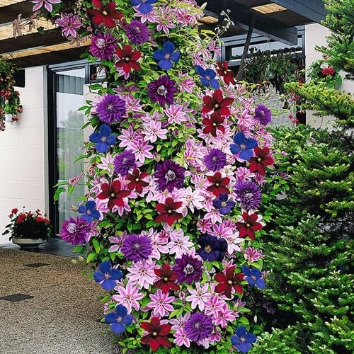 3 plantas trepadoras Clematis Mix (3 plantas): azul (The President), blanco (Bateman) y rojo (Rouge Cardinal) | 3 macetas de 1,5 litros