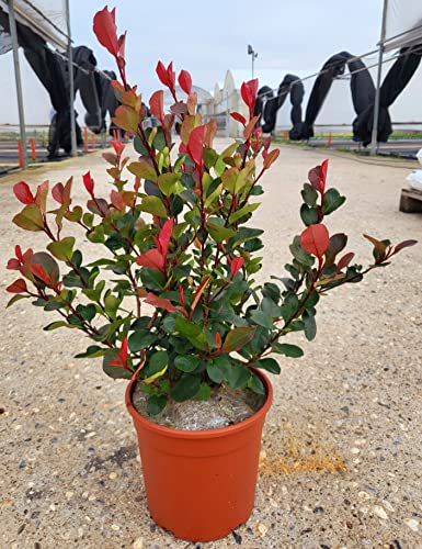 POWERS TO FLOWERS - PHOTINIA LITTLE RED ROBIN, FOTINIA NANA, 6 PIANTE, PIANTA PER SIEPE, VASO 17CM DIAMETRO, ALTEZZA MINIMA 50CM, piante vere