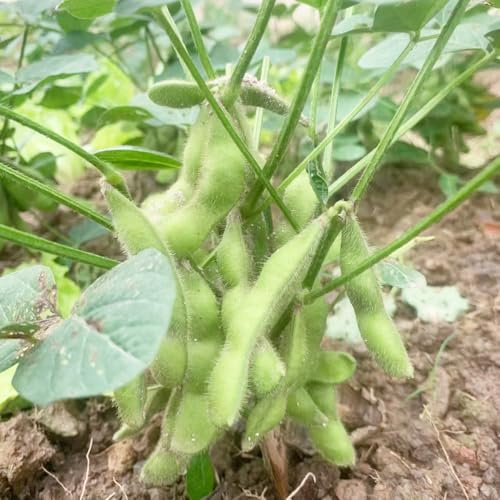 habas de edamame, verdes orgánicas exóticas edamame - Compre de invierno, balcón invernadero semillas Cultivo trepadoras resistentes 300semillas