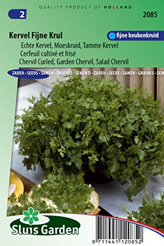 Cerfeuil cultivé et frisé