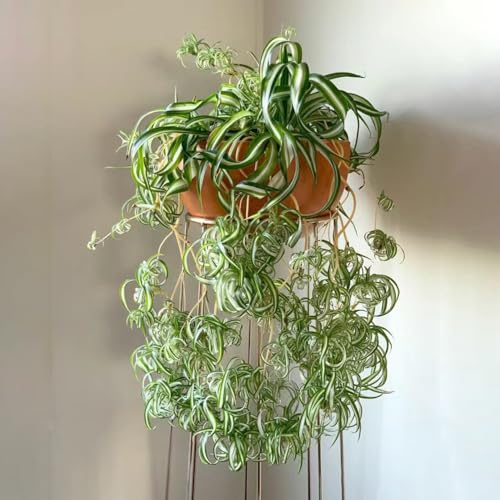 10 pcs grünlilie kaufen samen - Chlorophytum comosum - blüten, kräuterbeet grünlilie hängend balkon pflanze, pflanzen samen bienenweide saatgut, pflanzen garten flower seeds, pflanzen