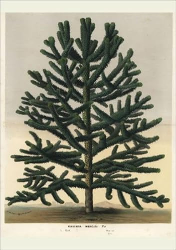 Media Storehouse Endangered Monkey Puzzle Tree, Araucaria araucana Print - Poster Print A2 (59.4 x 42cm) (23175766)