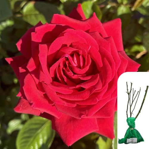 1 x Rosa Loving Memory Hybrid Tea Rose – Stunning Red Blooms, Fragrant & Long-Blooming, Perfect for Garden Borders, Arches & Cutting Gardens - When Only The Best Will Do - Top Grade “A” Roses