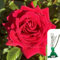 1 x Rosa Loving Memory Hybrid Tea Rose – Stunning Red Blooms, Fragrant & Long-Blooming, Perfect for Garden Borders, Arches & Cutting Gardens - When Only The Best Will Do - Top Grade “A” Roses