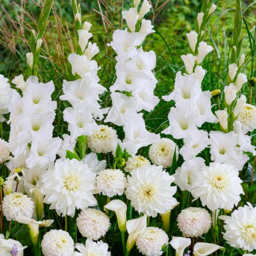 Fleurs d'été bulbes collection Pure White - 25 pièces - Glaïeuls/Dahlias/Calla - vivaces mélange de bulbes - Qualité Néerlandaise - Pour jardin, pot et balcon