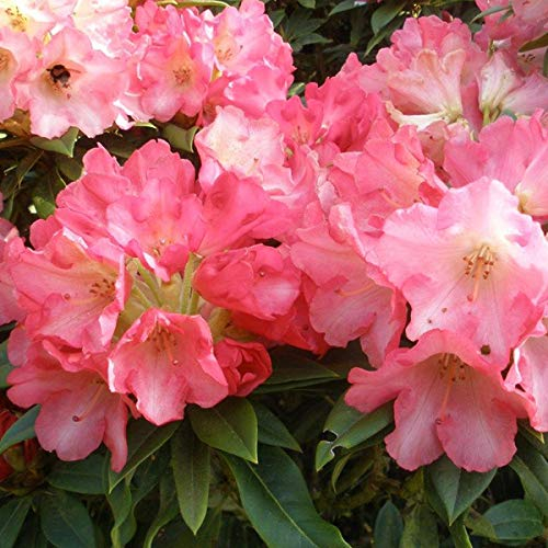 Rhododendron 'Surrey Heath' 25-30 cm en conteneur