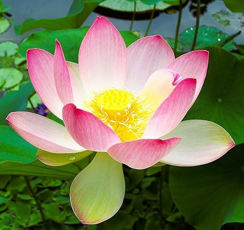 8 Graines de Lotus Sacré (Nelumbo nucifera) – Plante Aquatique Ornementale – Fleur Exotique pour Bassins, Étangs et Pots Aquatiques