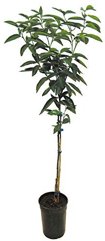 Citrus Tree - Orange (1-1.5 metres Tall) by Suttons