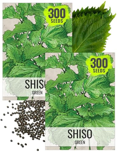 Seed Needs Shiso Seeds for Planting Green Perilla Herbs - Non-GMO Heirloom & Untreated Annual Herb Seed to Plant a Culinary Garden Indoors or Outdoors (2 Packs)