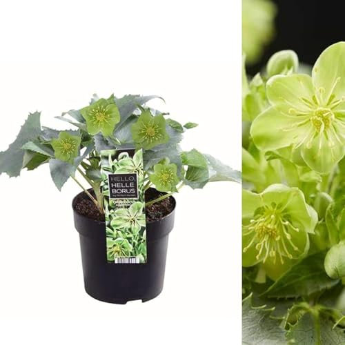 Helleborus Silver Lace - Christmas Rose Plant Ready to Plant - Helleborus argutifolius in a 9cm Pot - Holly-Leaved Hellebore (1 Plant)