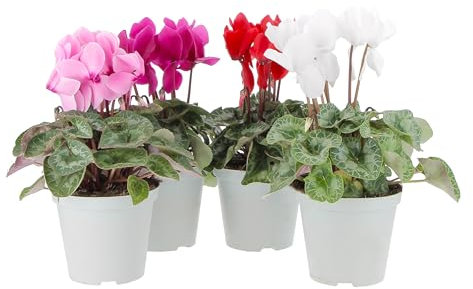 KENTIS - Ensemble de 4 Plantes de Cyclamen Vraies - Plantes Fleuries Naturelle Exterieur Intérieur - Appartement Balcon Terrasse - Pot Ø 14 cm