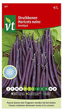 Haricots Amethyst Graines - Gousses violettes