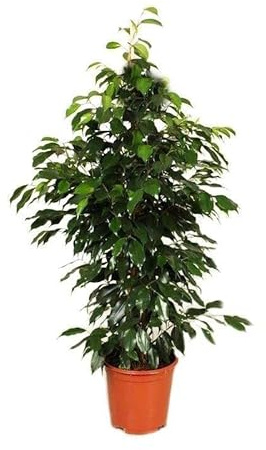 Ficus Benjamina Danielle Altura Aproximada ± 110cm Árbol Natural