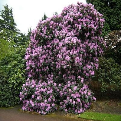50 Semi - Medio Rododendro Fortunei Arbusto (Rhododendron Fortunei)