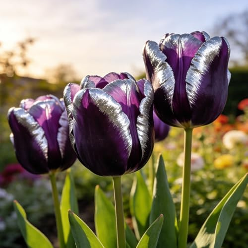 bulbos de tulipán, de jardín rocas decoración sala estar Decoraciones jardín exteriores resistentes en bulbos cobertura del suelo rocas 6pcs
