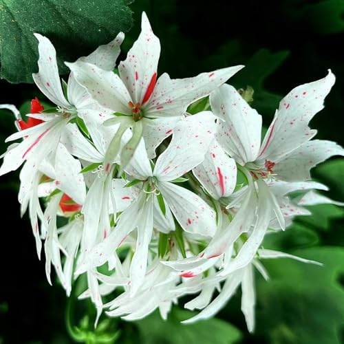 geraniensamen, deko wohnzimmer kübelpflanzen outdoor gartendeko für draußen indoor gewächshaus seltene kletterpflanzen blumensamen blumenstauden pflanzensamen exotisch balkonblumen 10pcs