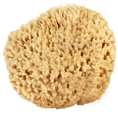 Sea Wool Sponge 6-7 (X-Large) by Bath & Shower Express Natural Renewable Resource Esponja for Body, Genuine Exfoliating Skin Wash