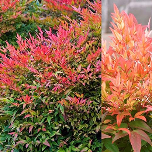 Nandina Firepower Domestica - Sacred or Heavenly Bamboo Plant in a 9cm Pot Ready to Plant