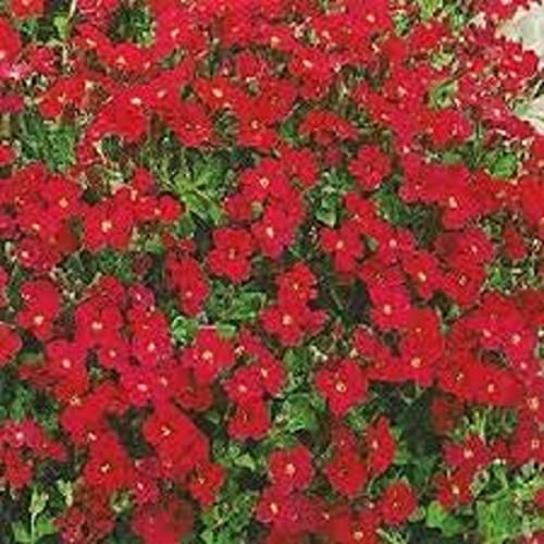 Aubretia Plants, 'Red', 12 x Full Plant Pack, Red Aubretias, Winter Bedding Plants, Winter Aubretias, Garden Ready and Ready to Plant, Premium Quality Flowers