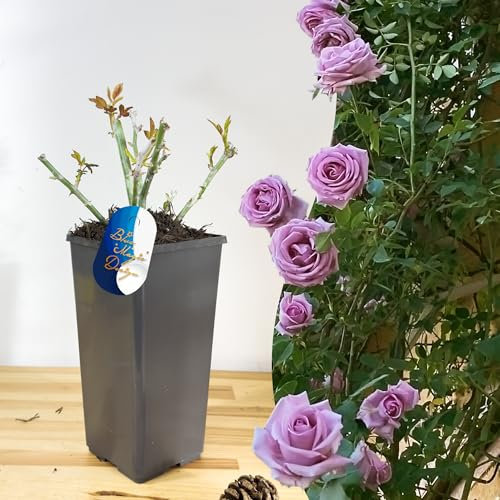 Mature Plant Indigoletta Purple Climbing Rose in 2L Pot: Well-Developed Roots, Ideal for Trellises, Arbors, and Vertical Garden Features