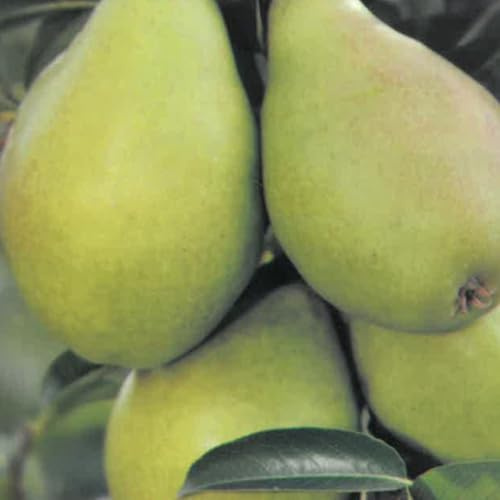 Planta Frutal Peral Compatible Con Hermosa De Junio En Jarrón 24 Edad 3/4 Años (Foto Real)