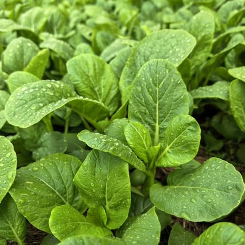 Pak Choi - resistenti in vaso senape cinese - rampicanti orto biologico da giardino, resistenti, longeve di giardino sul balcone arredamento del 100semi