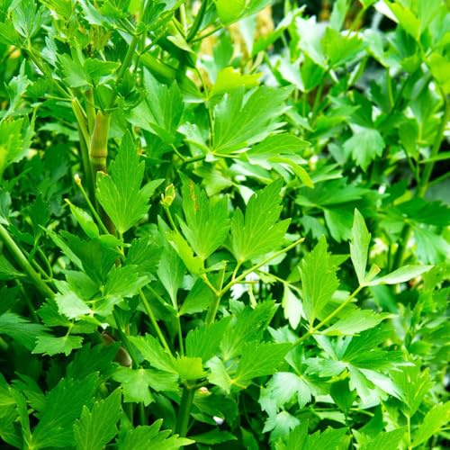 semi di levistico, giardino aromatiche vecchie varietà prodotti sostenibili selvatiche resistenti per giardini rocciosi per gli amanti del giardino 250pcs