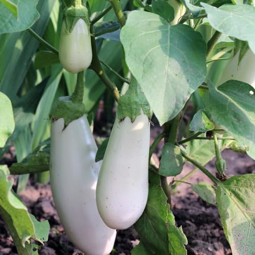 melanzana semi di per da appartamento balcone Solanum melongena semi di Aiule rialzate per il giardino biologici, varietà antiche decorazioni da 60semi