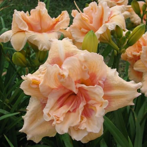 Resistente- Hemerocallis de raíz vertical - -Decoración paisajística para terraza y jardín- - /【CXXFGFT】.-10 bulbos-A