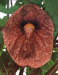 Tropica - Aristolochia littoralis syn. elegans - 80 Graines