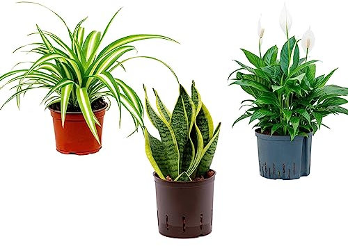 3 x Air Purifying Plants Spider Plant Chlorophytum, Spathiphyllum Peace Lily, Snake Plant Sansevieria Laurentii in 10-12 cm pots