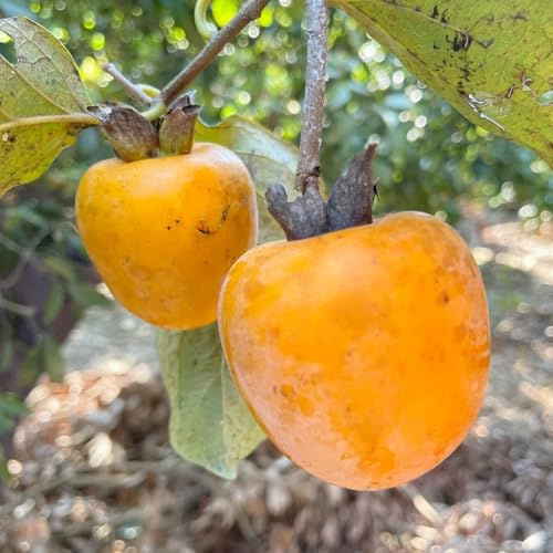 Semi di cachi, di cachi resistente, Diospyros kaki, da balcone per l'inverno semi biologici da giardino regali 8pcs