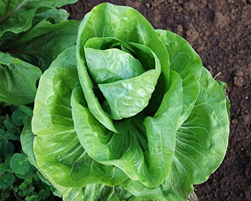 300 + Pan di Zucchero Semi indivia CICORIA lattuga germogli organici non OGM Primavera/Autunno