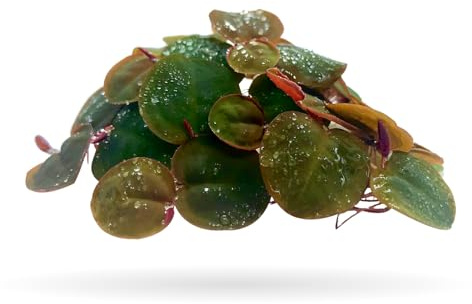 Aquarigram 40+ Leaves Red Root Floaters Live Floating Plants for Aquarium (Phyllanthus Fluitans)…