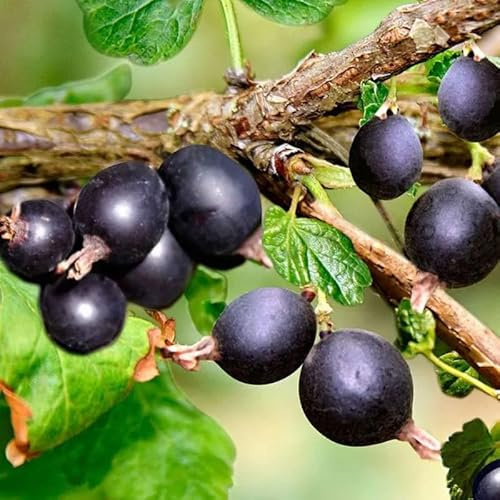 Sweet Gooseberry Plant Live for Planting, 5-9 Inch Tall, Gooseberry Bush Live Plant, Gooseberry Fruit Tree Plant, Gooseberry Bareroot, Gooseberry Tree (Black Velvet Gooseberry)