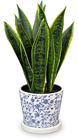 Briful Künstliche Sansevieria Zimmerpflanze Kunstpflanze Dekopflanze in Weißem Keramiktopf Weiß Höhe 40.6cm (Grün Blau)
