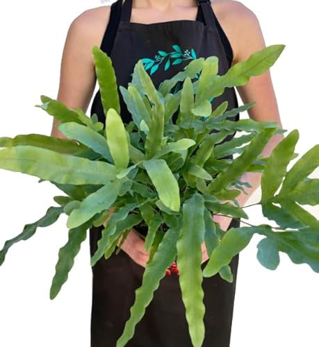 Helecho Phlebodium Blue Star: Planta Natural Verde y Azul para Interiores