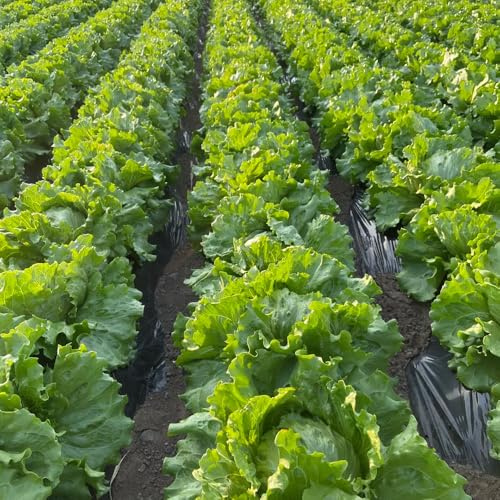 semillas de lechuga, para lugares soleados lechuga, verdes para jardín balcón jardín raras variedades antiguas 1200pcs