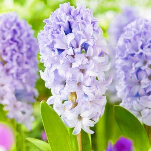 Hyazinthenzwiebel Winterhart MehrjäHriHyazinthen Rhizome,Hyazinthe Kaufen Hyazinthen Pflanzen Winterhart,Gärten Geschenk bereit MehrjäHrige Knollenpflanze Im Topf Pflanzen-4zwiebeln-c