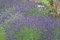 PREMIER SEEDS DIRECT - Lavender - Common English - 1000 Finest Seeds