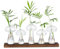 Glasseam Pilz Vase Glas Klar, Blumen Vasen Deko 5er Set, Mini Vasen für Tischdeko, Pilzförmige Glasvasen Kleine Vase mit Holz, Schöne Blumenvasen Propagation Station für Home Wohnzimmer Geburtstag