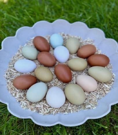 6 Chicken Mixed Eggs for Hatching- Blue, White, Olive & Dark Brown - DSPetSupplies
