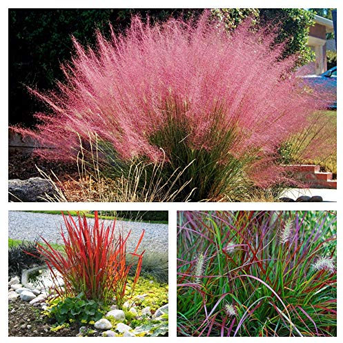 3 x Rote Ziergras Kollektion im 1 Liter Topf (Ziergras/Gräser/Winterhart/Mehrjährig/Staude/Stauden) Drei Gräser, die Farbe und Bewegung vereinen - Blickfang - von Stauden Gänge