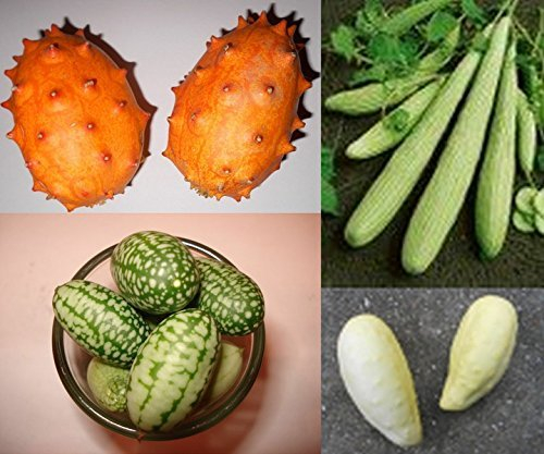 Super Gurken-Samen Mix ***Top Ertrag, Riesige, Kleine und Seltene Gurkensorten***
